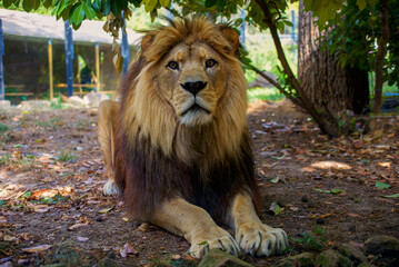 beautiful big lion lies in nature