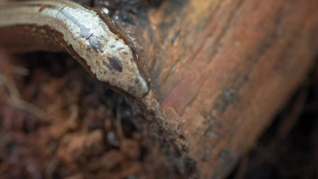 Slow Worm Crawling On The Ground Close-Up She Sticks Out Her Tongue Sniffig