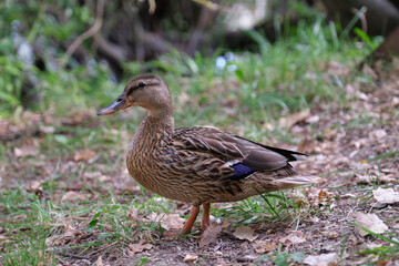 Fototapeta premium Female mallard duck. Anas platyrhynchos.