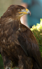 primer plano de la cabeza del aguila esteparia