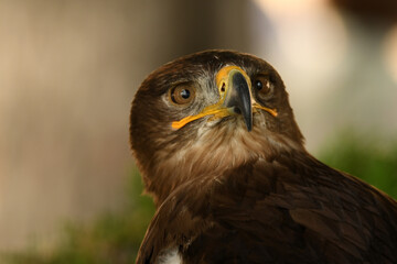 primer plano de la cabeza del aguila esteparia