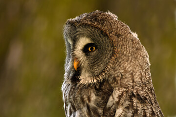 Strix nebulosa (carabo lapón) en el bosque