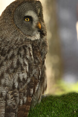 Strix nebulosa (carabo lapón) en el bosque