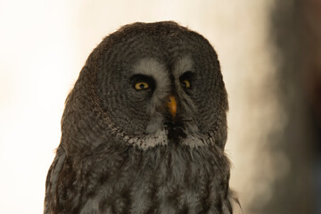 Strix nebulosa (carabo lapón) en el bosque