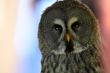 Strix nebulosa (carabo lapón) en el bosque