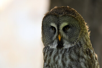 Strix nebulosa (carabo lapón) en el bosque