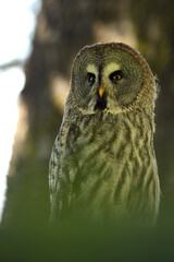Strix nebulosa (carabo lapón) en el bosque
