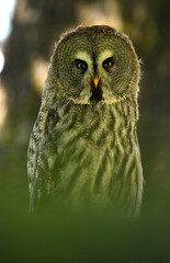 Strix nebulosa (carabo lapón) en el bosque