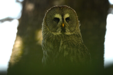 Strix nebulosa (carabo lapón) en el bosque