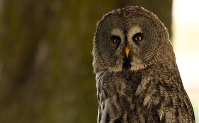 Strix nebulosa (carabo lapón) en el bosque