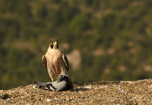 halcon peregrino con su presa
