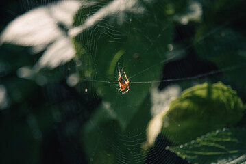 spider in web