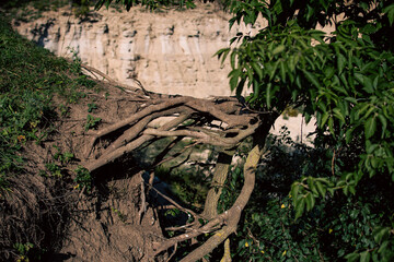 roots in the forest