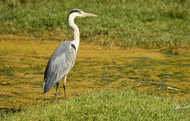 garza en el rio adaja en avila