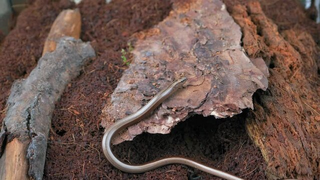 Slow Worm Crawling On The Ground Close-Up She Sticks Out Her Tongue Sniffig