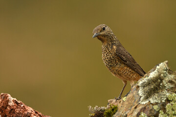 roquero rojo en primavera