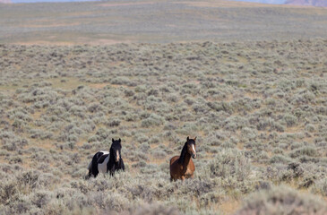 Wild Horses in Summer in the Wyoming Desert