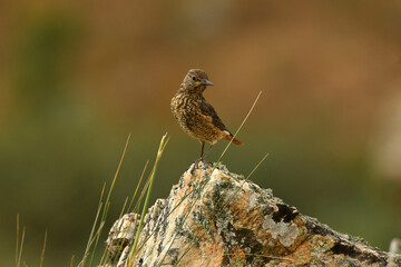 roquero rojo en primavera