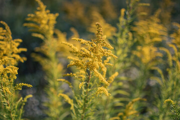 flowers in a field