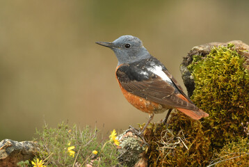 roquero rojo en primavera