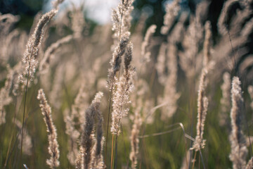 Fototapeta premium reeds in the wind