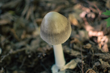 mushroom in the forest