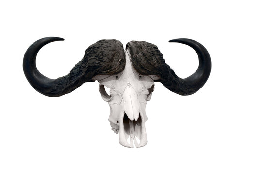 african bull skull transparent