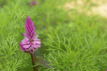 Borroco flower (Celosia argentea) on a background of sowa fennel leaves (Anethum graveolens) © mahdy