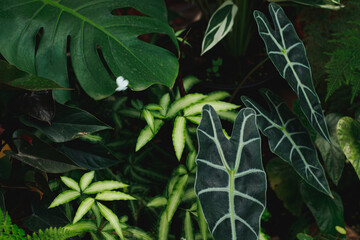 Alocasia micholitziana among other exotic foliage in a lush tropical garden