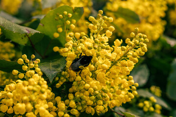 Bumblebee on Flowers and buds of Mahonia