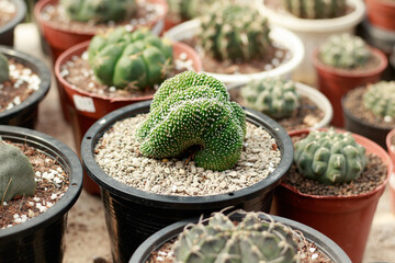 A rare cactus called Bolivicereus Cristata among other cactus species displayed at a plant shop