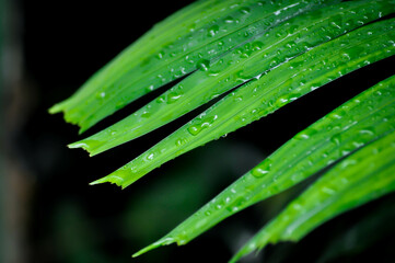 Adonidia merrillii, Livistona rotundifolia or Footstool Palm or  Adonidia palm or Christmas palm or Manila palm or Merrills palm or ARECACEAE plant and rain drop
