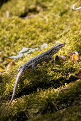 Fototapeta premium Mauereidechse/Wall Lizard