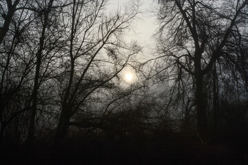 Sunlight through thicket on a foggy winter morning