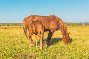 Beautiful red horse eating grass in summer field with young 