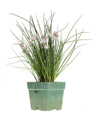 Clump of chives (Allium schoenoprasum) with purple flowers in a dirty green plastic pot isolated