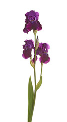 Stem of three dark purple flowers and one bud of bearded iris (Iris germanica) isolated