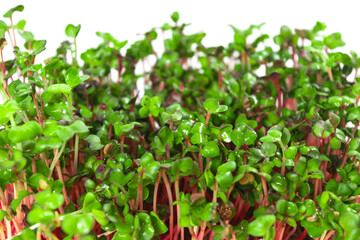 Young shoots microgreen of radish coral grown on a linen mat for eating. Green leaves and red stems of sprouts. White background. Close up.