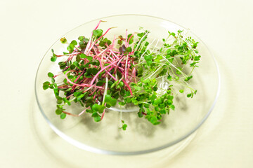 Cut young shoots microgreen of red radish coral and green arugula on in a glass transparent plate. Light yellow background. Close up.