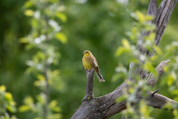 Goldammer/yellowhammer