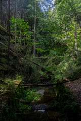 Fototapeta na wymiar Idyllischer Bach in einem Wald
