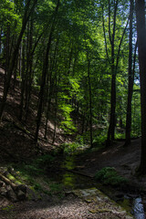 Fototapeta na wymiar Idyllischer grüner gesunder Wald