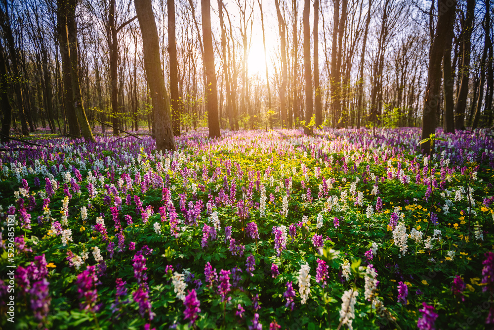 Poster Spring glade in forest with flowering Corydalis cava in sunny day undercover of the tree canopy.