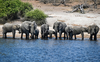 Herd of Elephants at the Edge of River with Savannah Background in Zambia Africa