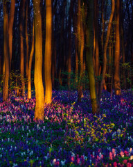 Papier Peint The magical forest at sunset is covered with Corydalis cava flowers and illuminated trunks.