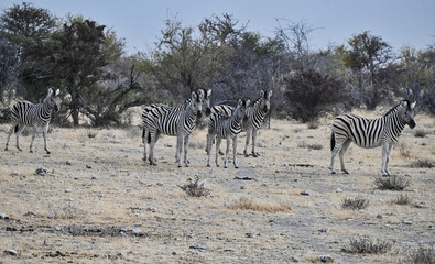 Fototapeta na wymiar Herd of Zebras in Savannah with Dried Grass and Thorn Trees in Botswana Africa