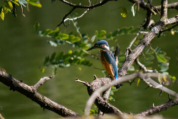 Eisvogel/Kingfisher