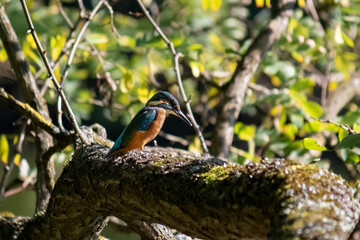 Eisvogel/Kingfisher