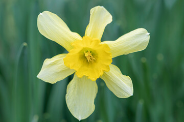 narcissus flower on a green background close-up
