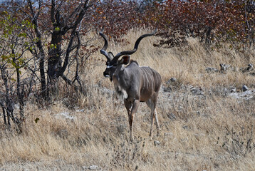 Naklejka na ściany i meble Kudu Walking Beneath Autumn Trees through Savannah in Botswana Africa